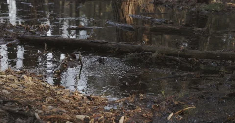 Watercourses in the forest, thaws, close-up, 4K slomo Stock Footage 170587056