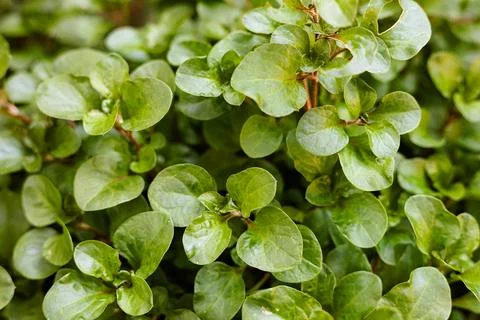 Watercress Leaf Background Stock Photos