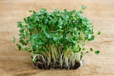 Watercress Stock Photos
