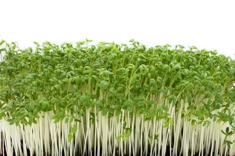 Watercress Stock Photos
