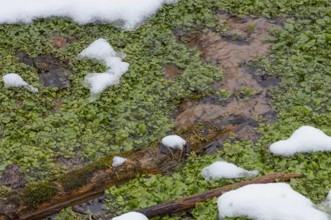 Watercress spring Stock Photos