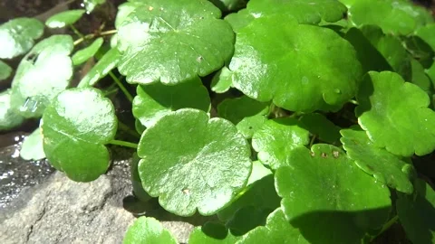 Watercress in a stream 스톡 동영상 324901906