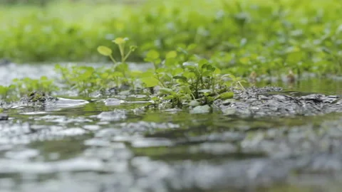 Watercress thriving in the river in the wild Stock Footage 235143699
