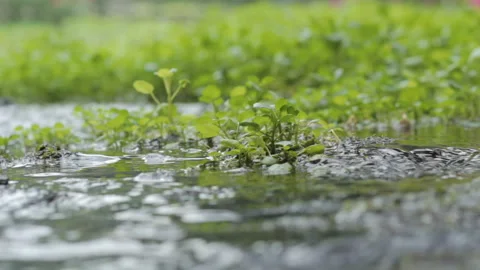 Watercress thriving in the river in the wild Stock Footage 235144244
