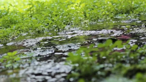 Watercress thriving in the river in the wild Stock Footage 235416228