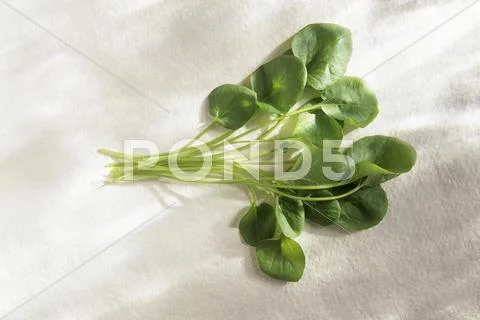 Watercress On A White Background