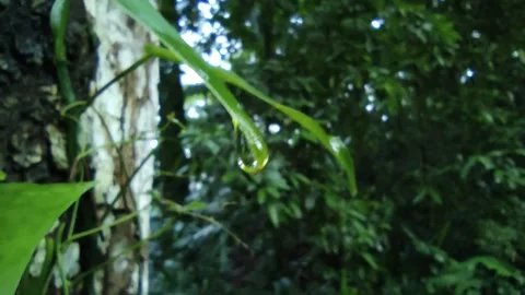 Waterdrop on the edge of leaf Stock Footage 161691775