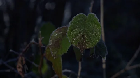 Waterdrop falling of a defrosting leaf in the forest Vidéo 70537330