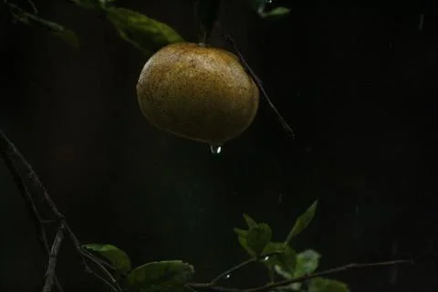 Waterdrop falling from orange fruit in rain 写真素材