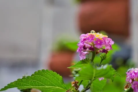 A waterdrop on a flower Stock Photos