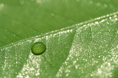 Waterdrop on a green leaf  Stock Photos
