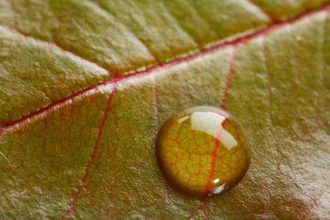 Waterdrop on a green leaf  Stock Photos