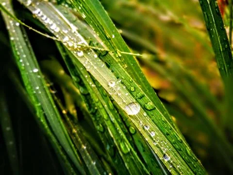 Waterdrop on the leaf of grass Foto stock