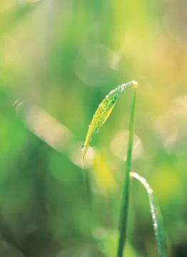 Waterdrop on leaf Stock Photos
