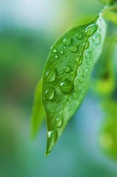 Waterdrop on the leaf Stock Photos