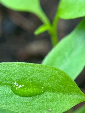 Waterdrop on the leaf Fotos de archivo