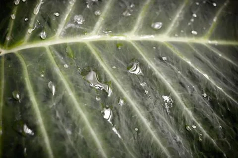 Waterdrop leaf used as background Foto stock