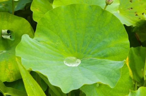 Waterdrop on leave Stock Photos