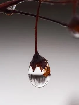 Waterdrop Stock Photos
