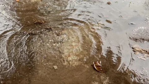 Waterdrop in raining day. Stock Footage 194244538