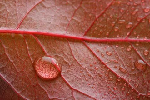 Waterdrop on a red leaf Stock Photos
