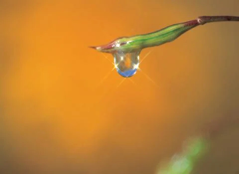 Waterdrop under sprout 스톡 사진