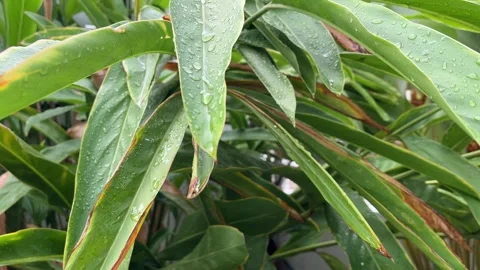 Waterdrop on vibrant green leaf after a rain Stock-Footage 340452430