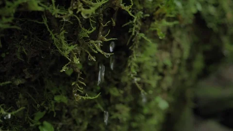 Waterdrops and moss Stock Footage 90636371