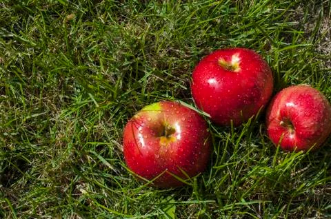 Waterdrops on apples Stock Photos