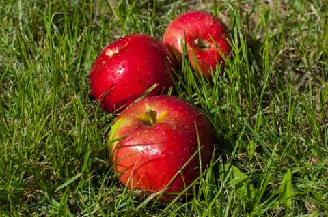 Waterdrops on apples Stock Photos