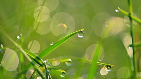 Waterdrops on a blade of grass Stock Footage 296722003