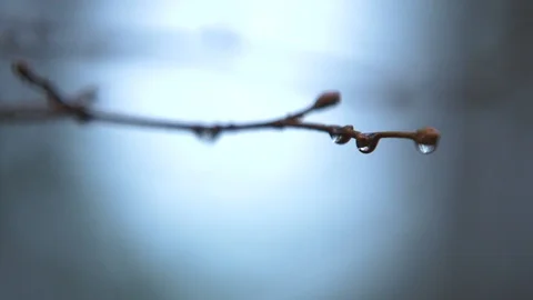 Waterdrops on branch of a tree. Shallow depth of field Stock Footage 88541791