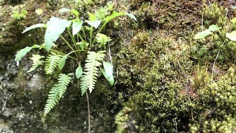 Waterdrops dropping down from alpine rock with mosses and ferns. 스톡 동영상 122824285