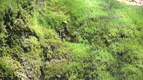 Waterdrops falling down from moss (Slow motion 200fps) Stock-Footage 23483644