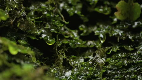 Waterdrops falling on moss in slow motion Stock Footage 296715853
