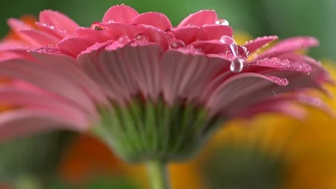 Waterdrops falling onto a pink daisy. Crystal clear drops of water slowly Video stock 99286436