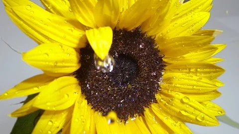 Waterdrops falling on a sunflower in slow motion. 스톡 동영상 93780200