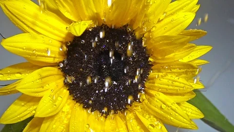 Waterdrops falling on a sunflower in slow motion. Stock Footage 93780225