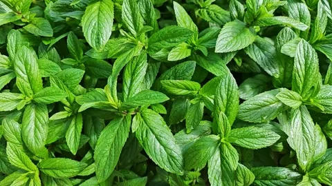 Waterdrops falls on mint leaves 스톡 동영상 274681576