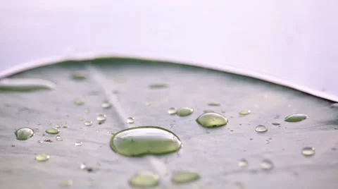 Waterdrops on a floating water lily leaf Stock Footage 68407670