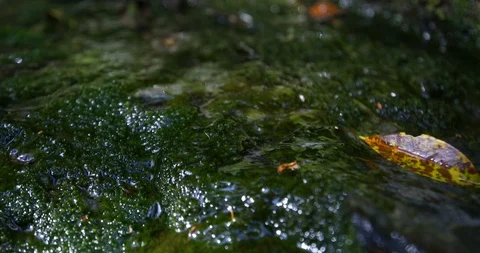 Waterdrops on the forest rocks. Stock-Footage 91780138