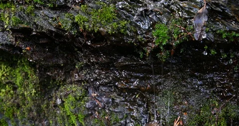Waterdrops on the forest rocks. Stock-Footage 91780641