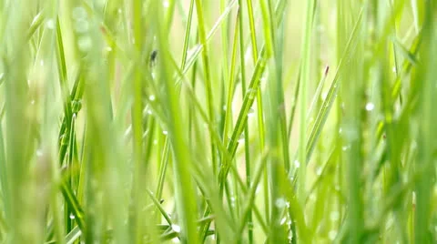 Waterdrops on grass Stock Footage 24378703