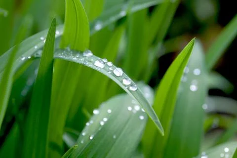 Waterdrops on the grass Stock Photos