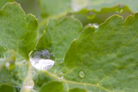 Waterdrops on green leaf Stock-Fotos