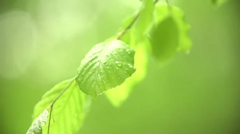Waterdrops on a leaf Stock-Footage 23481822