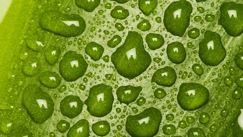 Waterdrops on leaf Video stock 73253999