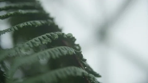 Waterdrops on leaf Video stock 231112908