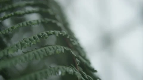 Waterdrops on leaf Stock Footage 231113015