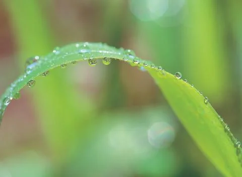 Waterdrops with leaf Stock Photos